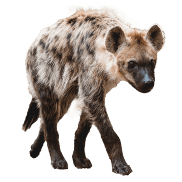 Hyena